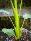 Strelitzia Alba, Strelitzia, Paradiesvogelblume, Bird of Paradise, South African plant, oranically grown, Bio Pflanze, organic plant, organically grown tropical plants for sale at TOMs FLOWer CLUB.