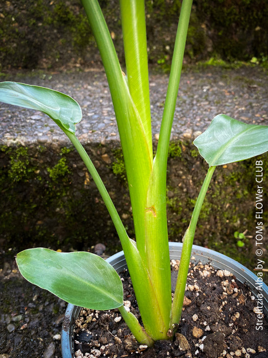 Strelitzia Alba, Strelitzia, Paradiesvogelblume, Bird of Paradise, South African plant, oranically grown, Bio Pflanze, organic plant, organically grown tropical plants for sale at TOMs FLOWer CLUB.