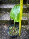 Strelitzia Alba,  Bird of paradise, Strelitzie, Paradiesvogelblume, organically grown tropical plants for sale at TOMs FLOWer CLUB.