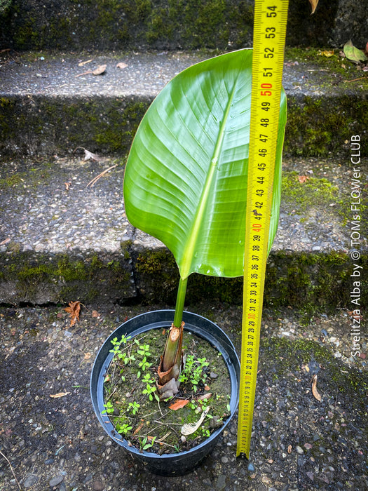 Strelitzia Alba,  Bird of paradise, Strelitzie, Paradiesvogelblume, organically grown tropical plants for sale at TOMs FLOWer CLUB.