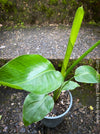 Strelitzia Alba, Strelitzia, Paradiesvogelblume, Bird of Paradise, South African plant, oranically grown, Bio Pflanze, organic plant, organically grown tropical plants for sale at TOMs FLOWer CLUB.