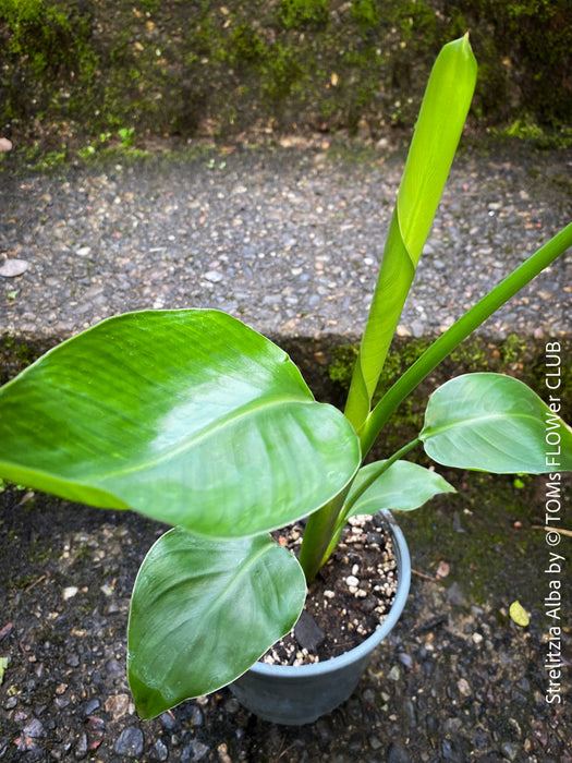 Strelitzia Alba, Strelitzia, Paradiesvogelblume, Bird of Paradise, South African plant, oranically grown, Bio Pflanze, organic plant, organically grown tropical plants for sale at TOMs FLOWer CLUB.