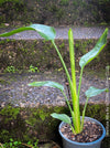 Strelitzia Alba, Strelitzia, Paradiesvogelblume, Bird of Paradise, South African plant, oranically grown, Bio Pflanze, organic plant, organically grown tropical plants for sale at TOMs FLOWer CLUB.