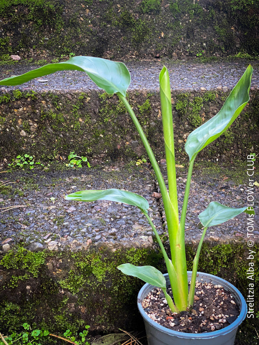 Strelitzia Alba, Strelitzia, Paradiesvogelblume, Bird of Paradise, South African plant, oranically grown, Bio Pflanze, organic plant, organically grown tropical plants for sale at TOMs FLOWer CLUB.