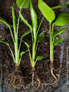 Strelitzia Alba, Strelitzia, Paradiesvogelblume, Bird of Paradise, South African plant, oranically grown, Bio Pflanze, organic plant, organically grown tropical plants for sale at TOMs FLOWer CLUB.