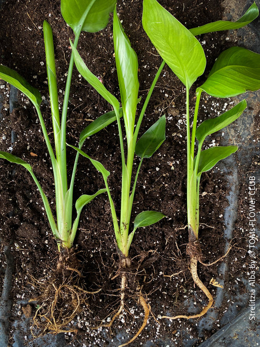 Strelitzia Alba, Strelitzia, Paradiesvogelblume, Bird of Paradise, South African plant, oranically grown, Bio Pflanze, organic plant, organically grown tropical plants for sale at TOMs FLOWer CLUB.