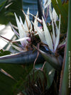 Strelitzia Alba, Strelitzia, Paradiesvogelblume, Bird of Paradise, South African plant, oranically grown, Bio Pflanze, organic plant, organically grown tropical plants for sale at TOMs FLOWer CLUB.