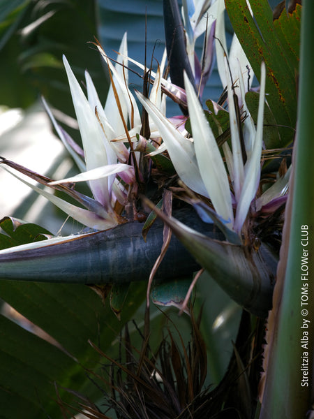 Strelitzia Alba, Strelitzia, Paradiesvogelblume, Bird of Paradise, South African plant, oranically grown, Bio Pflanze, organic plant, organically grown tropical plants for sale at TOMs FLOWer CLUB.