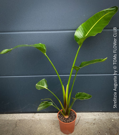 Strelitzia Augusta, Strelitzia, Paradiesvogelblume, Bird of Paradise, South African plant, oranically grown, Bio.Pflanze, organic plant, organically grown tropical plants for sale at TOMs FLOWer CLUB.