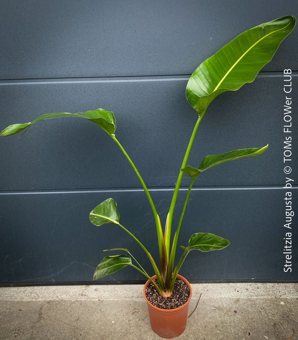 Strelitzia Augusta, Strelitzia, Paradiesvogelblume, Bird of Paradise, South African plant, oranically grown, Bio.Pflanze, organic plant, organically grown tropical plants for sale at TOMs FLOWer CLUB.