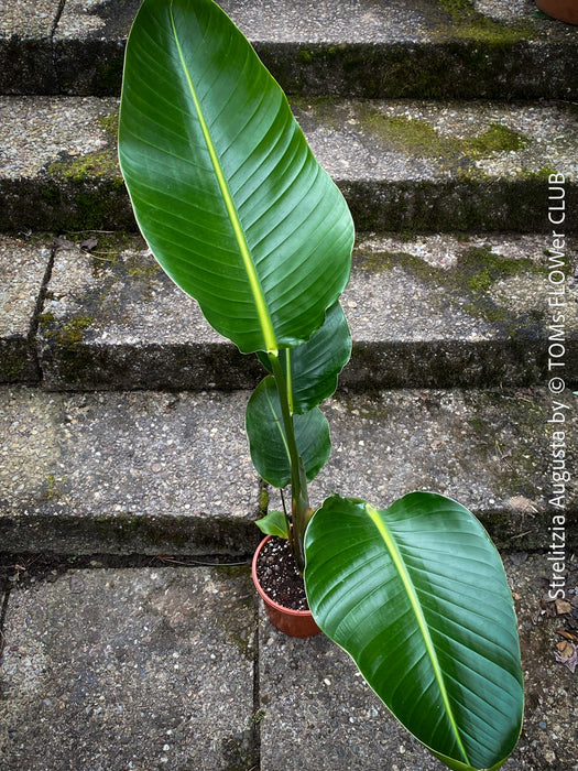 Strelitzia Augusta, Strelitzia, Paradiesvogelblume, Bird of Paradise, South African plant, oranically grown, Bio.Pflanze, organic plant, organically grown tropical plants for sale at TOMs FLOWer CLUB.