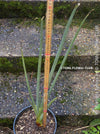 Strelitzia Juncea,  Bird of paradise, Strelitzie, Paradiesvogelblume, organically grown tropical plants for sale at TOMs FLOWer CLUB.