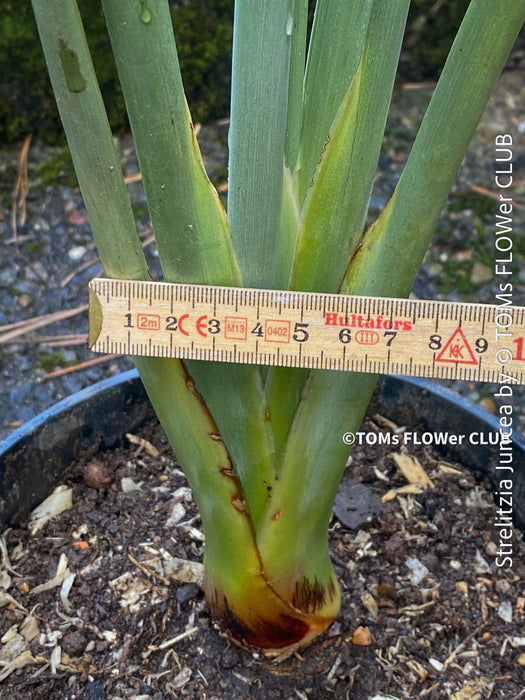 Strelitzia Juncea,  Bird of paradise, Strelitzie, Paradiesvogelblume, organically grown tropical plants for sale at TOMs FLOWer CLUB.