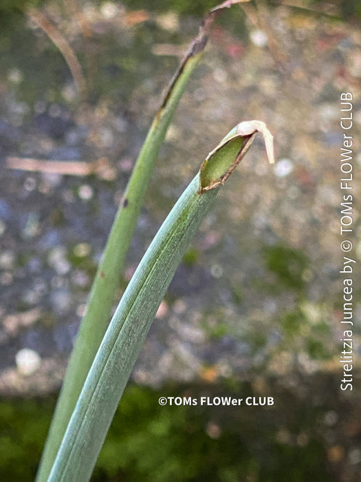Strelitzia Juncea,  Bird of paradise, Strelitzie, Paradiesvogelblume, organically grown tropical plants for sale at TOMs FLOWer CLUB.