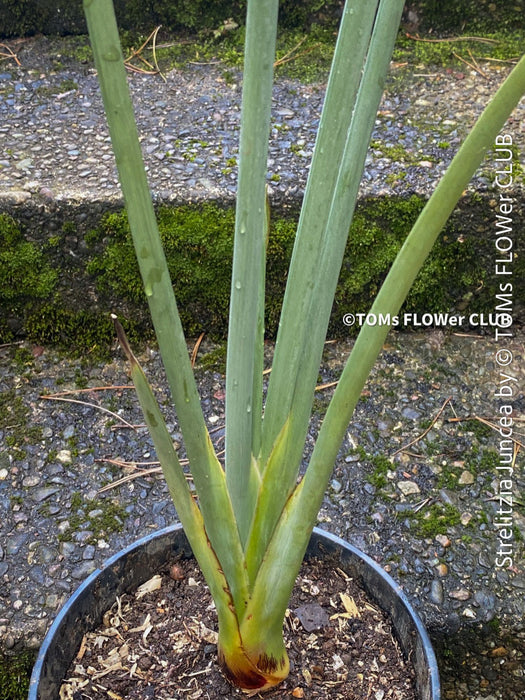 Strelitzia Juncea,  Bird of paradise, Strelitzie, Paradiesvogelblume, organically grown tropical plants for sale at TOMs FLOWer CLUB.