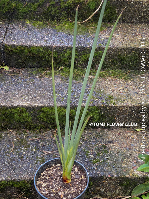 Strelitzia Juncea,  Bird of paradise, Strelitzie, Paradiesvogelblume, organically grown tropical plants for sale at TOMs FLOWer CLUB.
