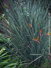 Strelitzia Juncea,  Bird of paradise, Strelitzie, Paradiesvogelblume, organically grown tropical plants for sale at TOMs FLOWer CLUB.
