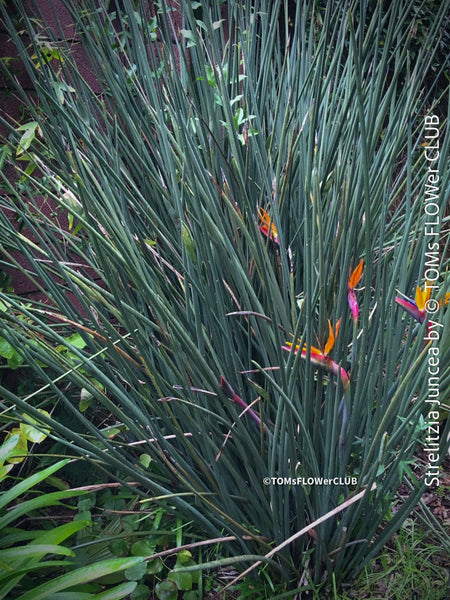 Strelitzia Juncea,  Bird of paradise, Strelitzie, Paradiesvogelblume, organically grown tropical plants for sale at TOMs FLOWer CLUB.