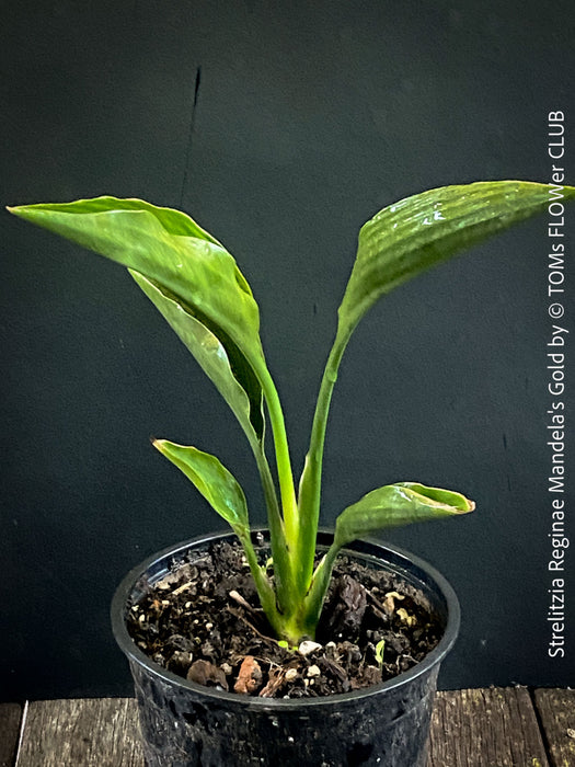 Strelitzia Reginae Mandela's Gold, Bird of paradise, Strelitzie, Paradiesvogelblume, organically grown tropical plants for sale at TOMs FLOWer CLUB.