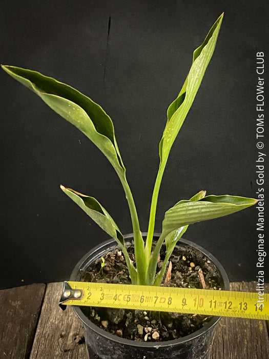 Strelitzia Reginae Mandela's Gold, Bird of paradise, Strelitzie, Paradiesvogelblume, organically grown tropical plants for sale at TOMs FLOWer CLUB.