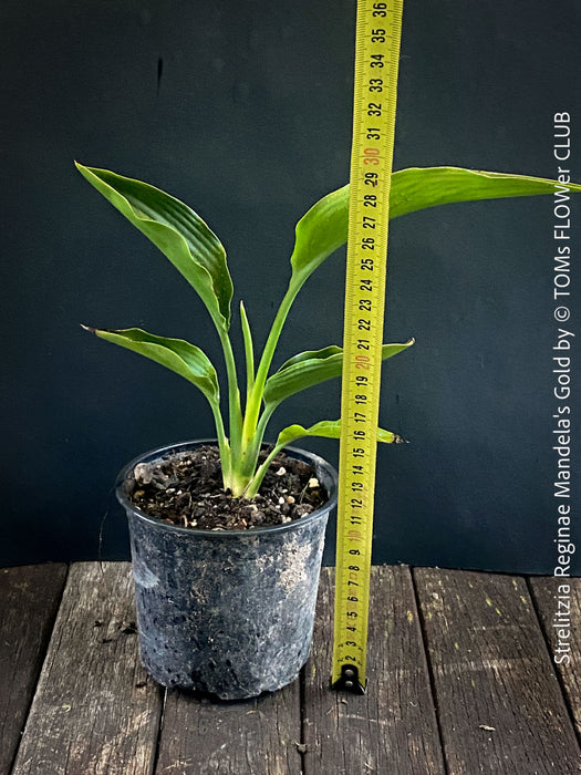 Strelitzia Reginae Mandela's Gold, Bird of paradise, Strelitzie, Paradiesvogelblume, organically grown tropical plants for sale at TOMs FLOWer CLUB.