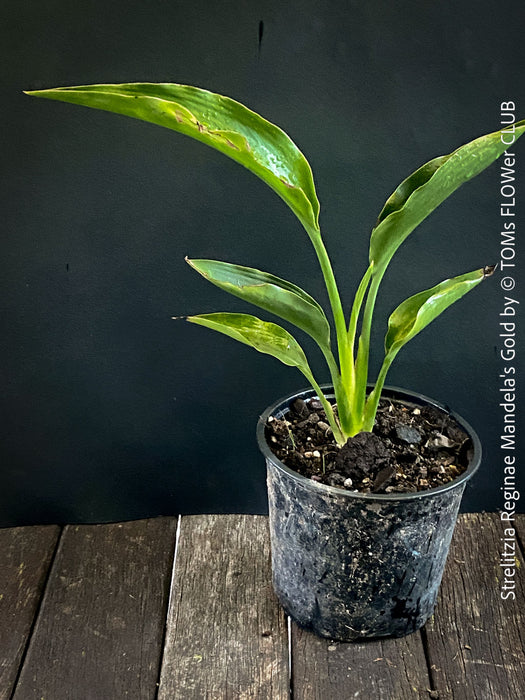 Strelitzia Reginae Mandela's Gold, Bird of paradise, Strelitzie, Paradiesvogelblume, organically grown tropical plants for sale at TOMs FLOWer CLUB.