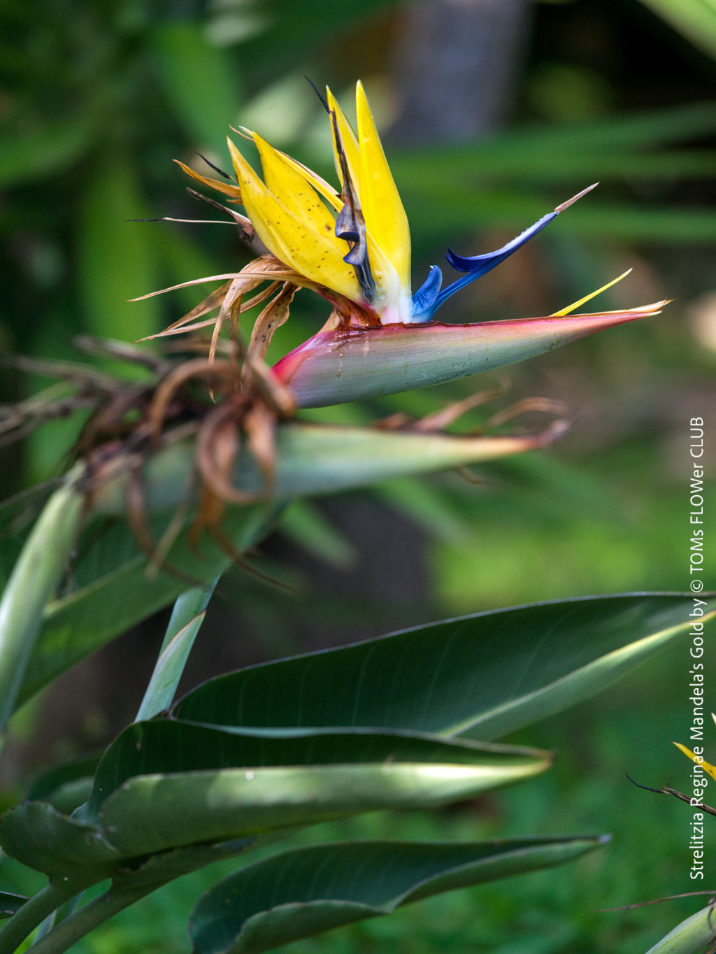 Strelitzia Reginae Mandela's Gold | organically grown tropical plants