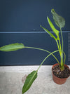 Strelitzia Reginae Mandela's Gold, Bird of paradise, Strelitzie, Paradiesvogelblume, organically grown tropical plants for sale at TOMs FLOWer CLUB.