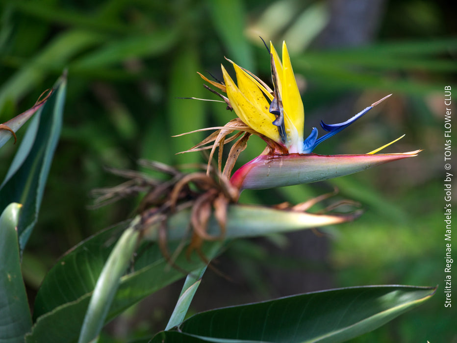 Strelitzia Reginae Mandela's Gold