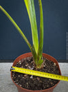Strelitzia Reginae Mandela's Gold, Bird of paradise, Strelitzie, Paradiesvogelblume, organically grown tropical plants for sale at TOMs FLOWer CLUB.