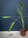 Strelitzia Reginae Mandela's Gold, Bird of paradise, Strelitzie, Paradiesvogelblume, organically grown tropical plants for sale at TOMs FLOWer CLUB.