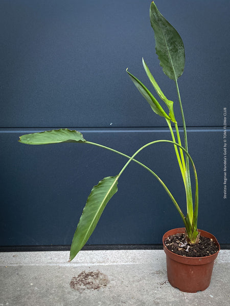 Strelitzia Reginae Mandela's Gold, Bird of paradise, Strelitzie, Paradiesvogelblume, organically grown tropical plants for sale at TOMs FLOWer CLUB.