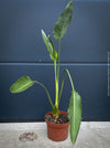 Strelitzia Reginae Mandela's Gold, Bird of paradise, Strelitzie, Paradiesvogelblume, organically grown tropical plants for sale at TOMs FLOWer CLUB.
