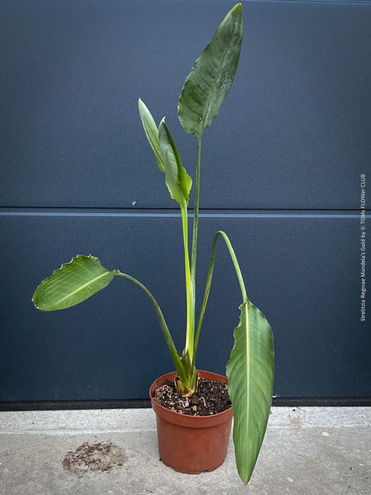 Strelitzia Reginae Mandela's Gold, Bird of paradise, Strelitzie, Paradiesvogelblume, organically grown tropical plants for sale at TOMs FLOWer CLUB.
