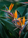 Strelitzia Reginae, Bird of paradise, Strelitzie, Paradiesvogelblume, organically grown tropical plants for sale at TOMs FLOWer CLUB.