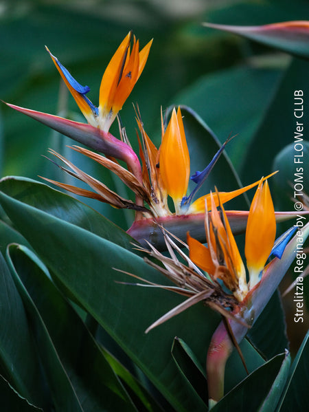 Strelitzia Reginae, Bird of paradise, Strelitzie, Paradiesvogelblume, organically grown tropical plants for sale at TOMs FLOWer CLUB.