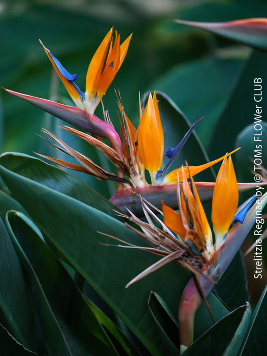 Strelitzia Reginae, Bird of paradise, Strelitzie, Paradiesvogelblume, organically grown tropical plants for sale at TOMs FLOWer CLUB.
