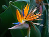 Strelitzia Reginae, Bird of paradise, Strelitzie, Paradiesvogelblume, organically grown tropical plants for sale at TOMs FLOWer CLUB.