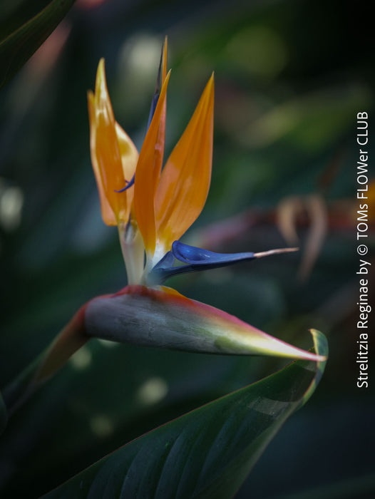 Strelitzia Reginae, Bird of paradise, Strelitzie, Paradiesvogelblume, organically grown tropical plants for sale at TOMs FLOWer CLUB.
