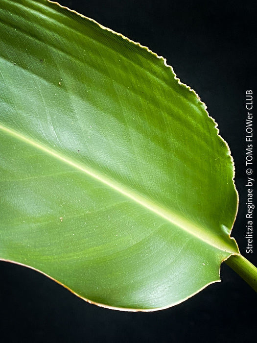 Strelitzia Reginae,  Bird of paradise, Strelitzie, Paradiesvogelblume, organically grown tropical plants for sale at TOMs FLOWer CLUB.