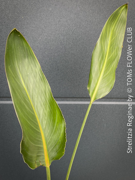 Strelitzia Reginae Mandela's Gold, Bird of paradise, Strelitzie, Paradiesvogelblume, organically grown tropical plants for sale at TOMs FLOWer CLUB.