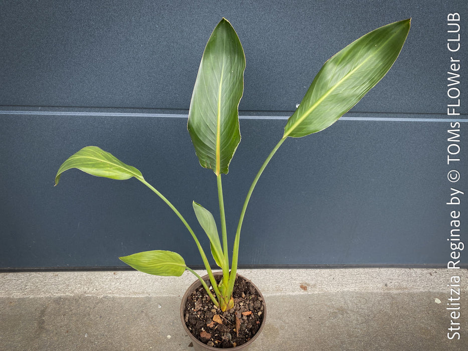 Strelitzia Reginae Mandela's Gold, Bird of paradise, Strelitzie, Paradiesvogelblume, organically grown tropical plants for sale at TOMs FLOWer CLUB.