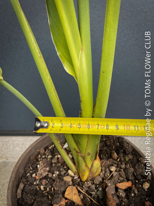 Strelitzia Reginae Mandela's Gold, Bird of paradise, Strelitzie, Paradiesvogelblume, organically grown tropical plants for sale at TOMs FLOWer CLUB.