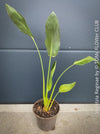 Strelitzia Reginae Mandela's Gold, Bird of paradise, Strelitzie, Paradiesvogelblume, organically grown tropical plants for sale at TOMs FLOWer CLUB.