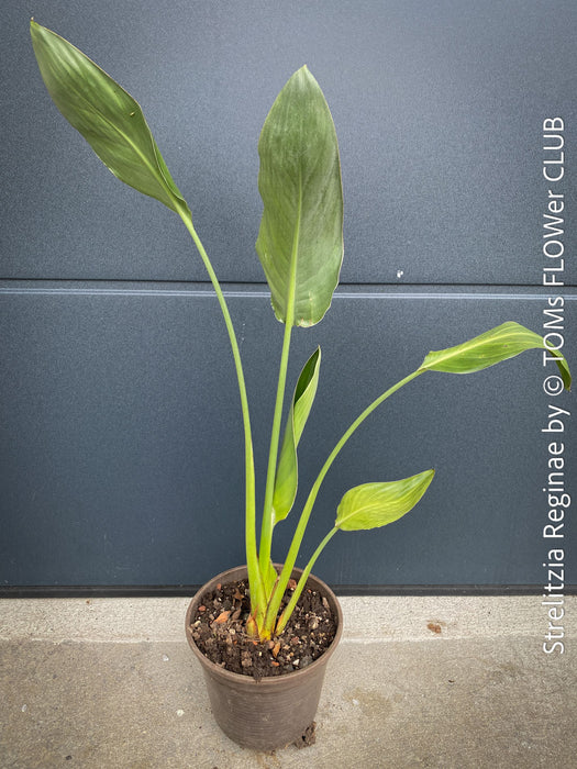 Strelitzia Reginae Mandela's Gold, Bird of paradise, Strelitzie, Paradiesvogelblume, organically grown tropical plants for sale at TOMs FLOWer CLUB.