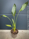 Strelitzia Reginae Mandela's Gold, Bird of paradise, Strelitzie, Paradiesvogelblume, organically grown tropical plants for sale at TOMs FLOWer CLUB.