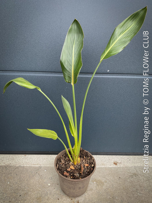 Strelitzia Reginae Mandela's Gold, Bird of paradise, Strelitzie, Paradiesvogelblume, organically grown tropical plants for sale at TOMs FLOWer CLUB.