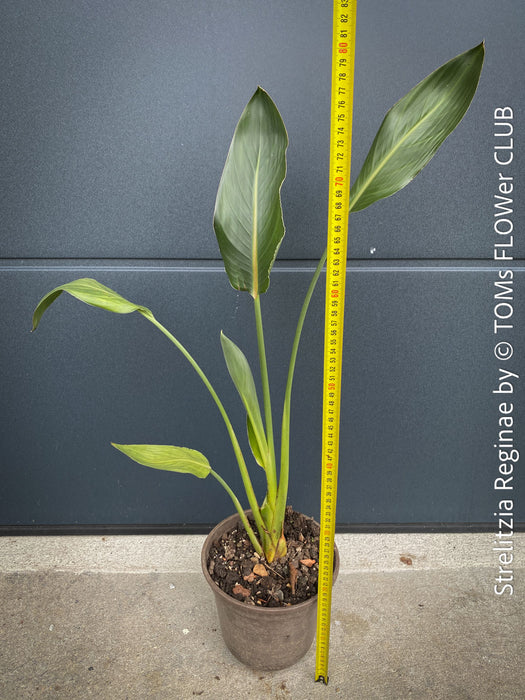 Strelitzia Reginae Mandela's Gold, Bird of paradise, Strelitzie, Paradiesvogelblume, organically grown tropical plants for sale at TOMs FLOWer CLUB.