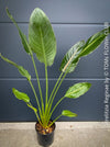 Strelitzia Reginae Mandela's Gold, Bird of paradise, Strelitzie, Paradiesvogelblume, organically grown tropical plants for sale at TOMs FLOWer CLUB.