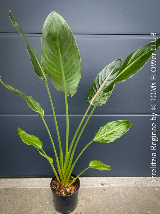 Strelitzia Reginae Mandela's Gold, Bird of paradise, Strelitzie, Paradiesvogelblume, organically grown tropical plants for sale at TOMs FLOWer CLUB.
